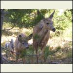 Doe and a fawn