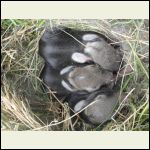 Baby rabbits 1