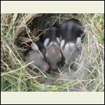 Baby rabbits 2