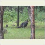 Turkeys young and old 2