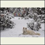 maybelle in the snow