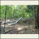 clearing diseased beech from site