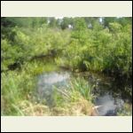 Donut shaped pond with a spot cleared away on the north Berm for a food plot