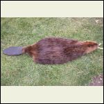 beaver