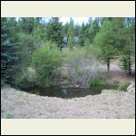 Pond with cabin in the back ground