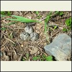 killdeer nest