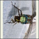 dragonfly eating bee