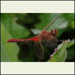 cherry skimmer