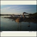 heron