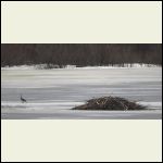 goose and lodge goose and lodge