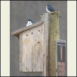 tree swallows tree swallows