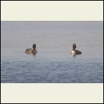 grebes grebes