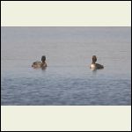 grebes