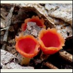 fungi fungi