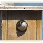 tree swallow nest