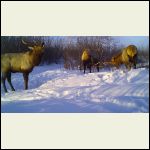 bull elk