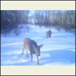 white tail deer