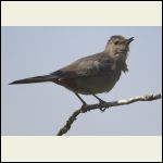 catbird