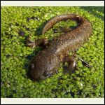 tiger salamander