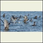 coots coots
