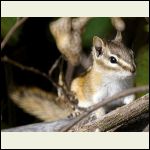 chipmunk