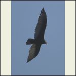 vulture vulture