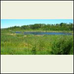 beaver pond