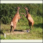 sparring elk