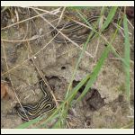 baby garter snakes