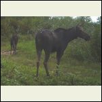 moose and calf