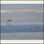 coyote on ice