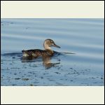 photogenic duck