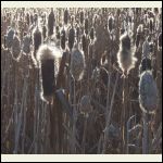 cattails