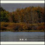 fall pelicans