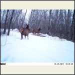 three elk