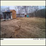 another shed visitor