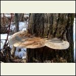 fungi