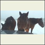 neighbours horses