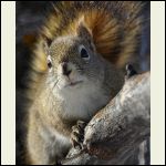 inquisitive squirrel