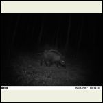 wild boar