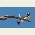 tree swallow