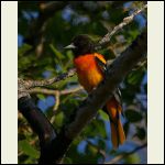 orange tux