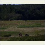 "Our" elk "Our" elk