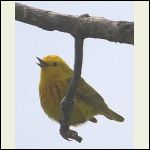 Yellow Warbler