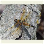 Libellula quadrimaculata