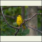 yellow singer