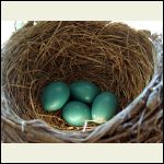 robin's eggs