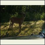 buck buck