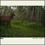 elk A elk A