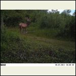 elk B elk B